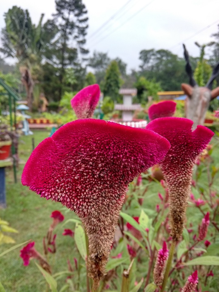 flower