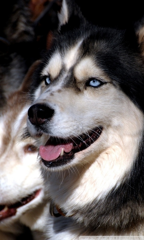 wolf
