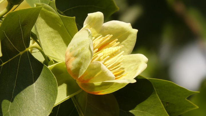 flower
