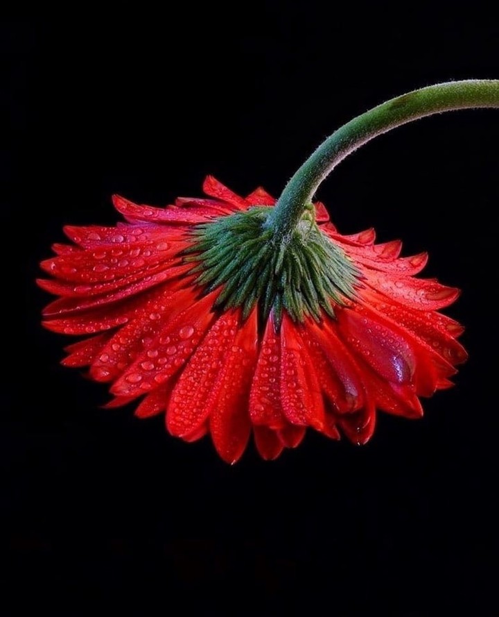 #flower