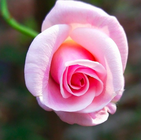 pink rose ♣♠♣