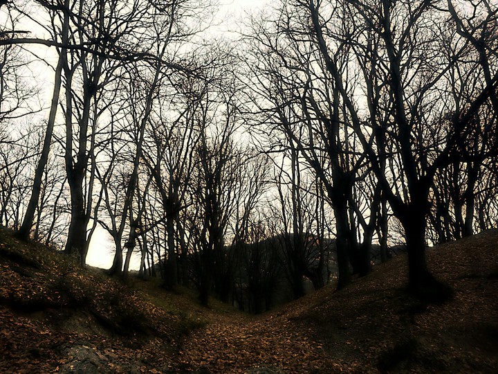 Dark forest