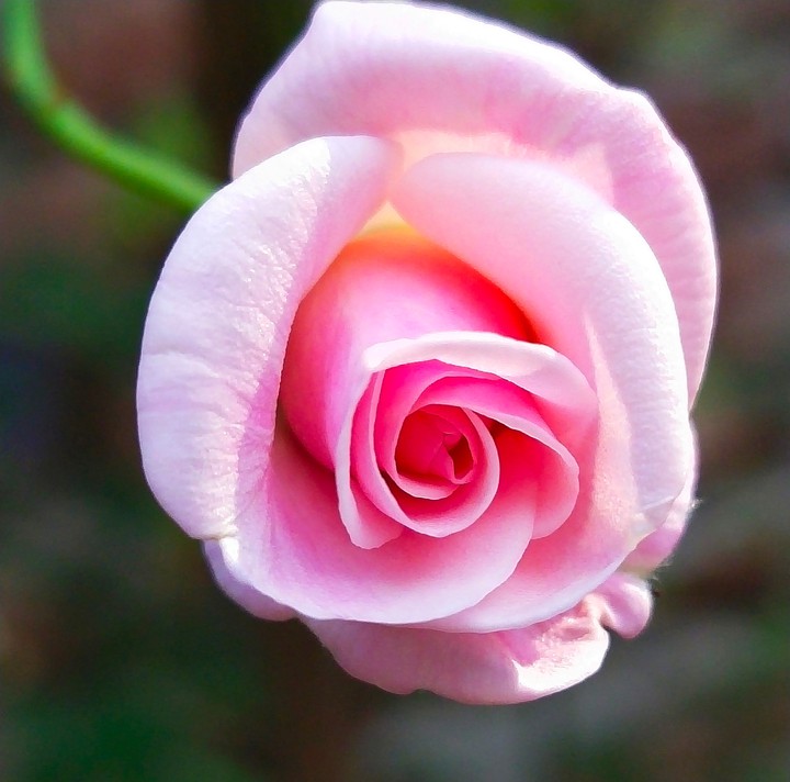 pink rose ♣♠♣