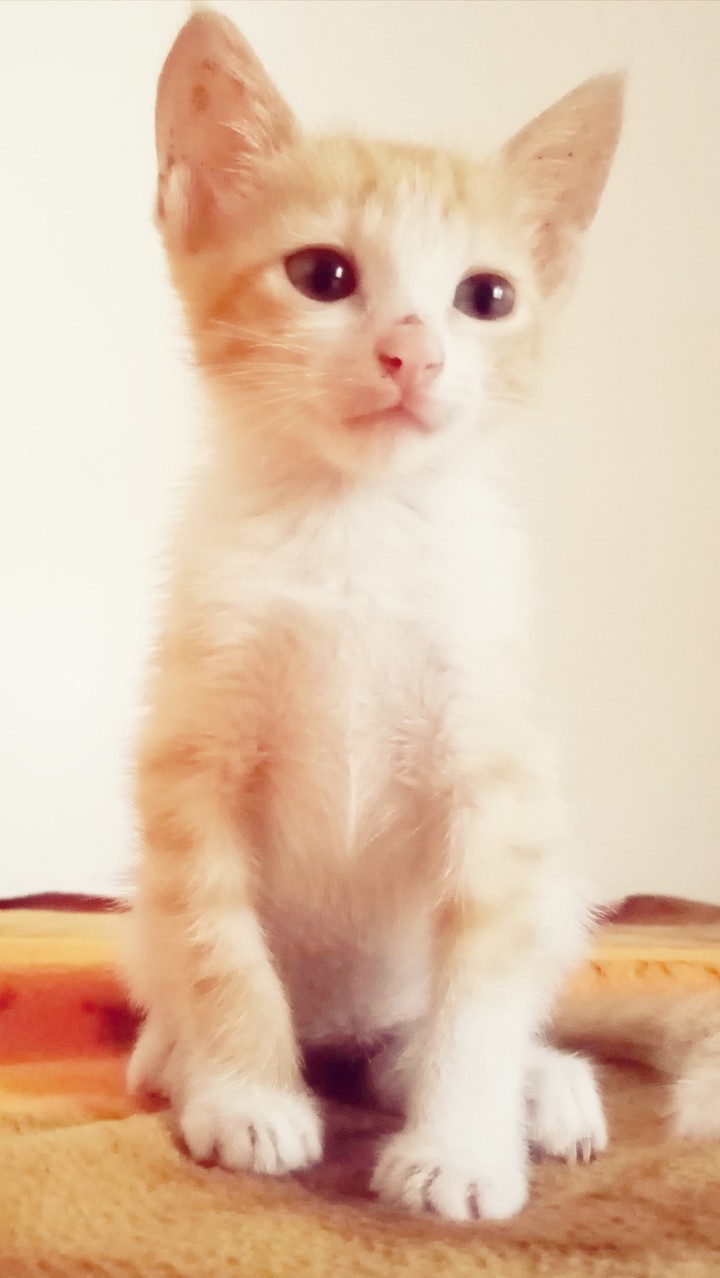 cute kitty
