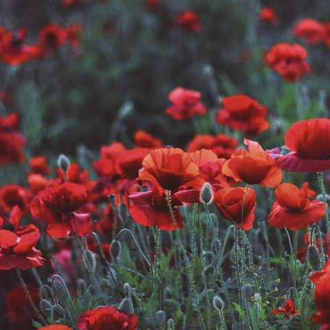 flowers