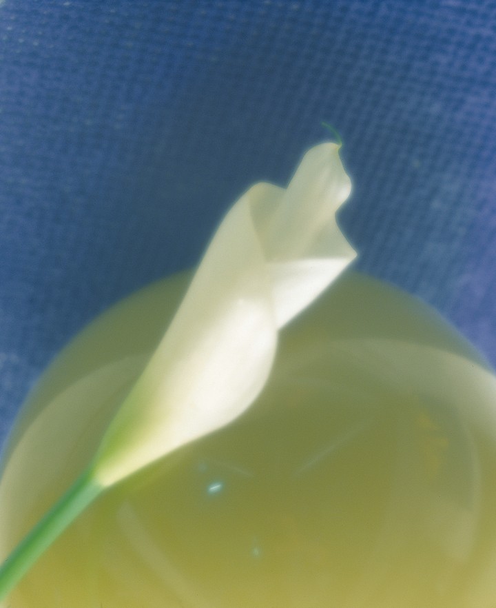 꽃이미지