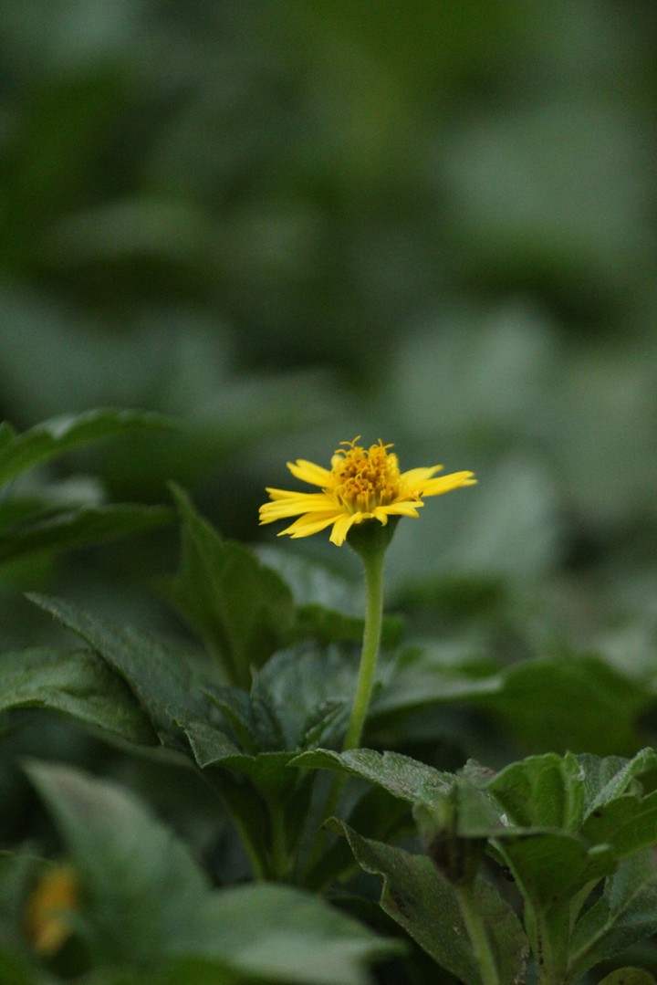 yellow flower.
