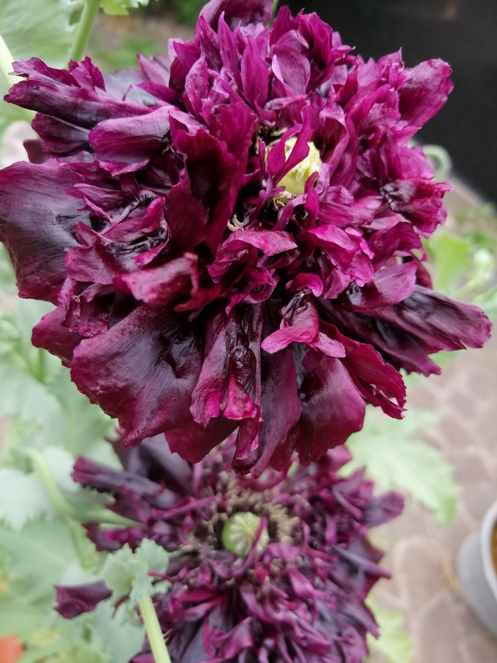 flower