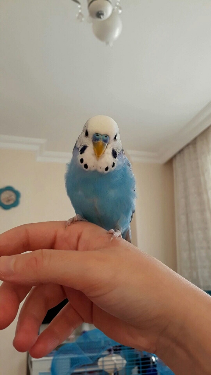 my bird