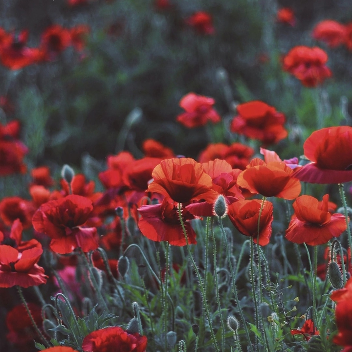 flowers