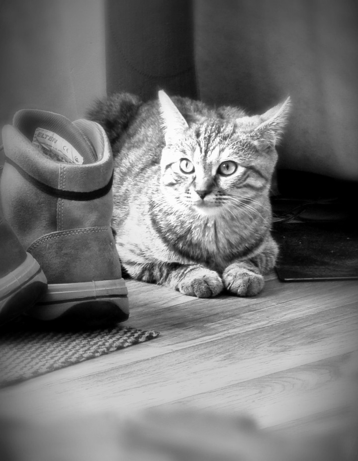 Lissy the Cat