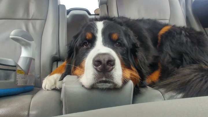 Tired pup