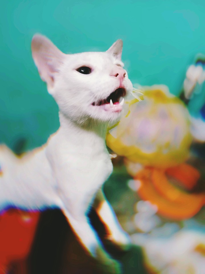 cat
