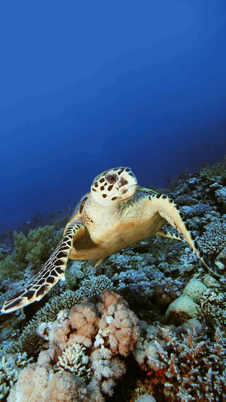 tortoise