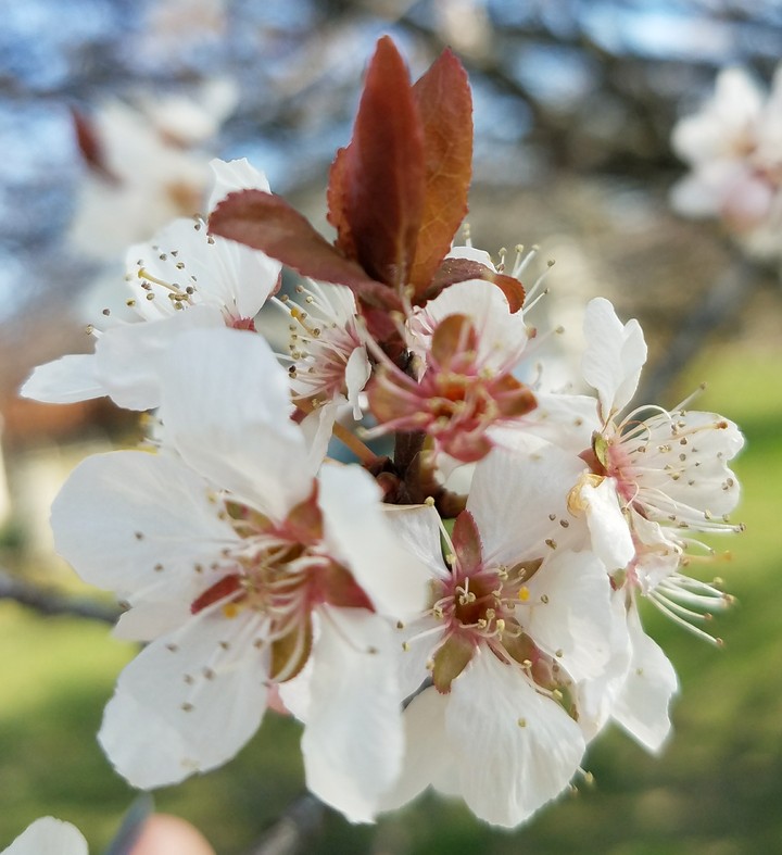cherry blossom