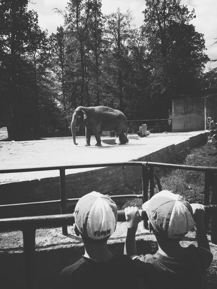elephants