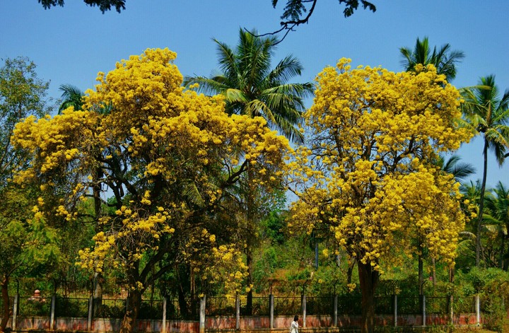 THE TREE OF GOLD