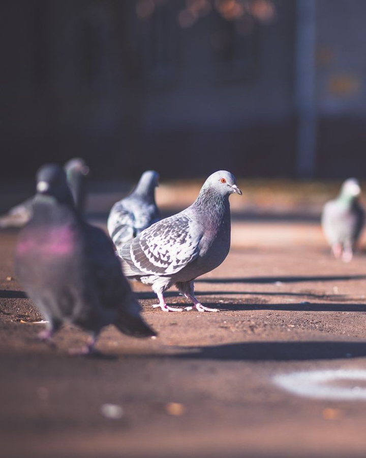 pigeon