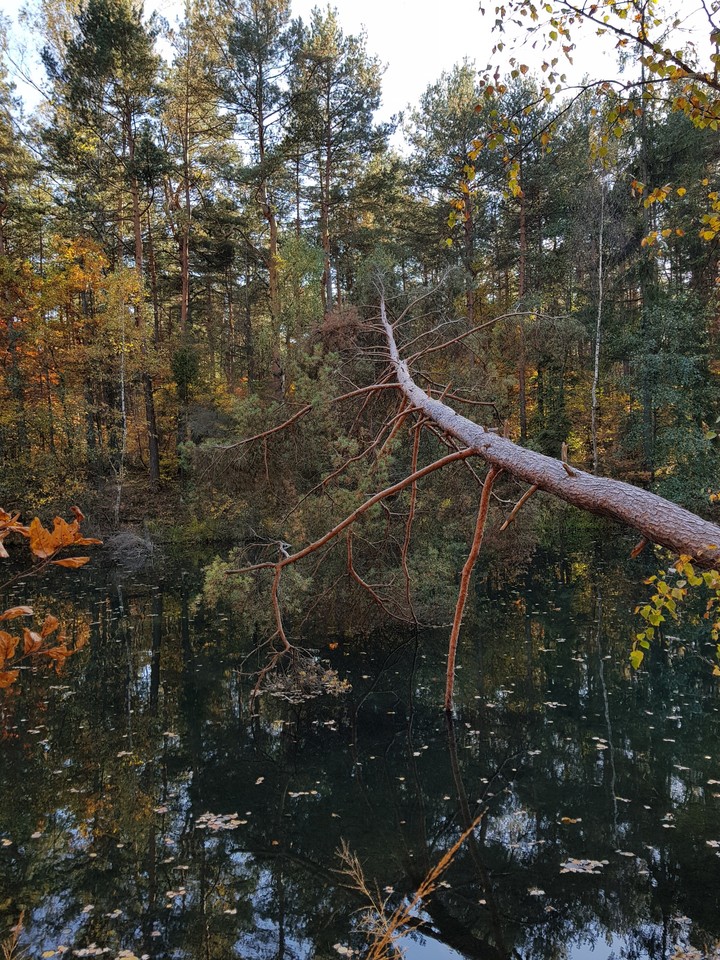 fallen t.