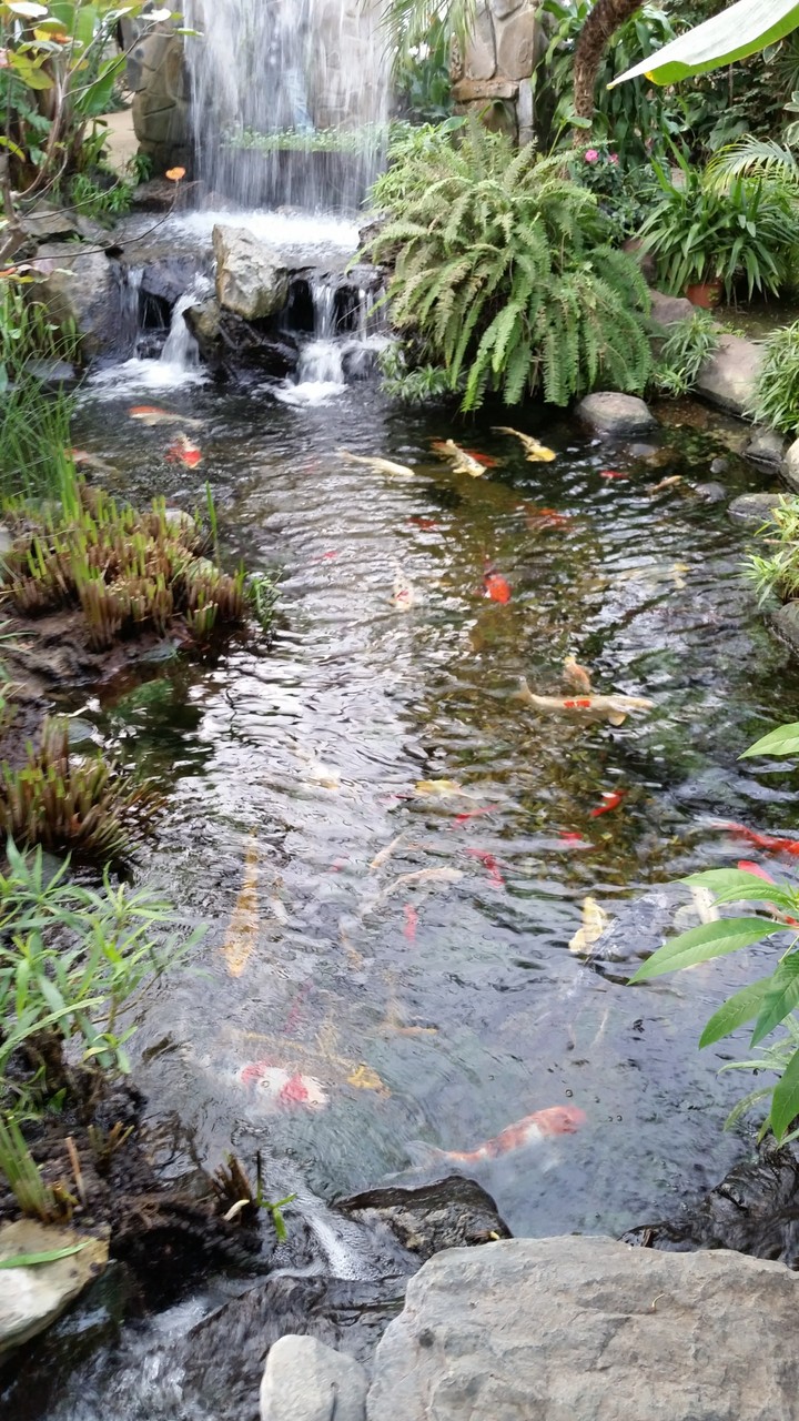 Fish pond