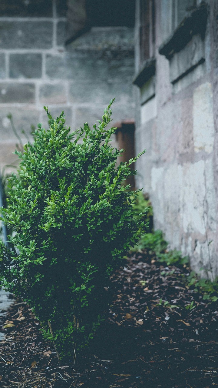 The Old House with tree! #Wall_2