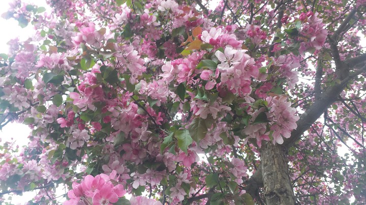 Spring Blossom