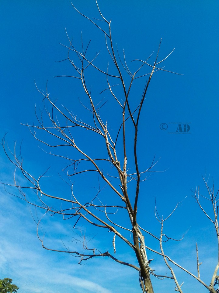Sky