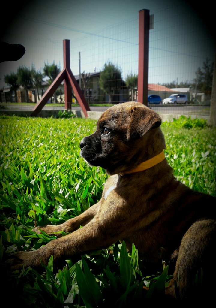Cão