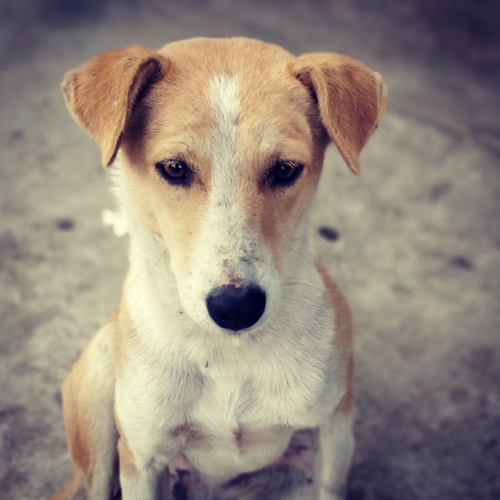 Innocent alone dog