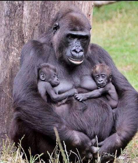 Hermosos