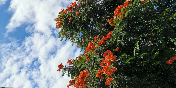 taiwan Taichung flower tree