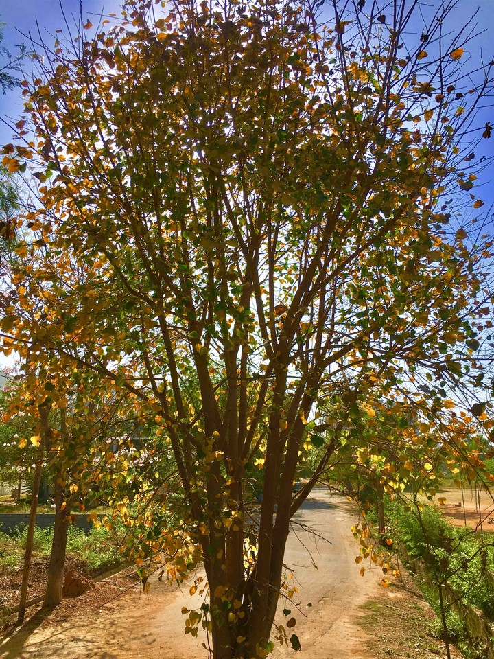 tree and sun