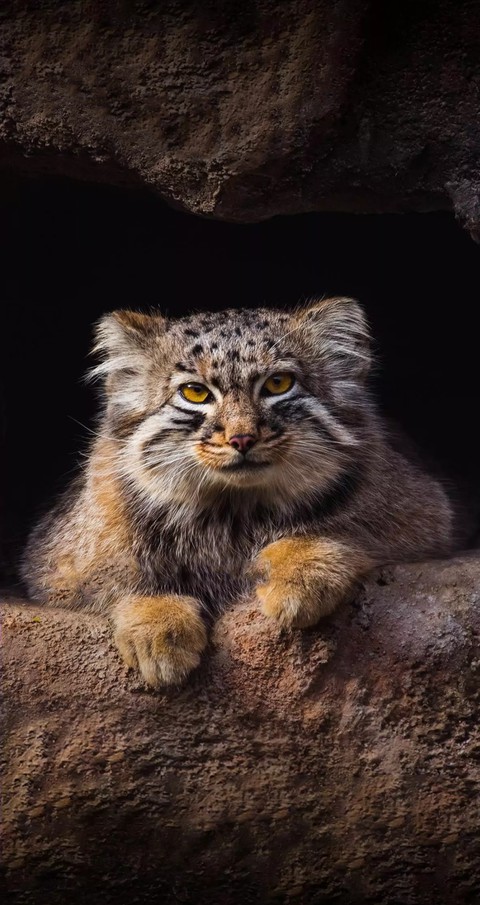 тапети vertebrate, snout