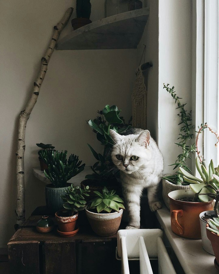 кошечка