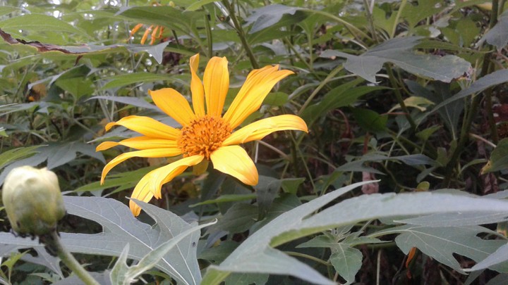 yellow flower