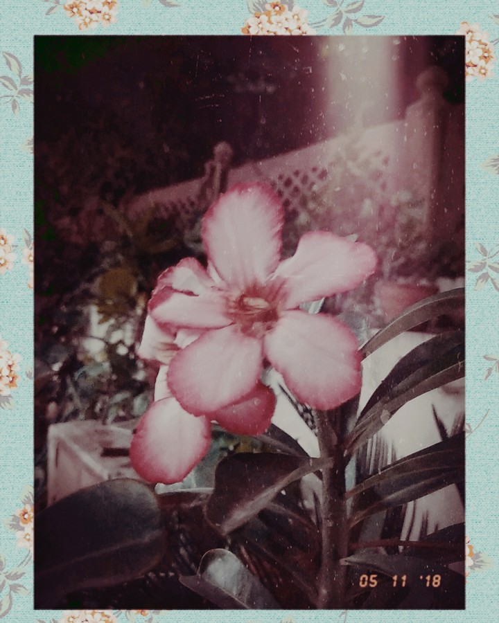 another flower