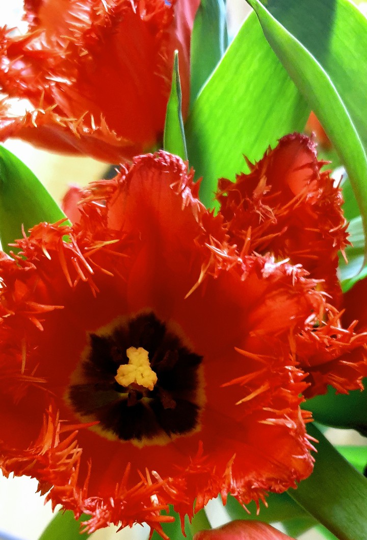 tulipany