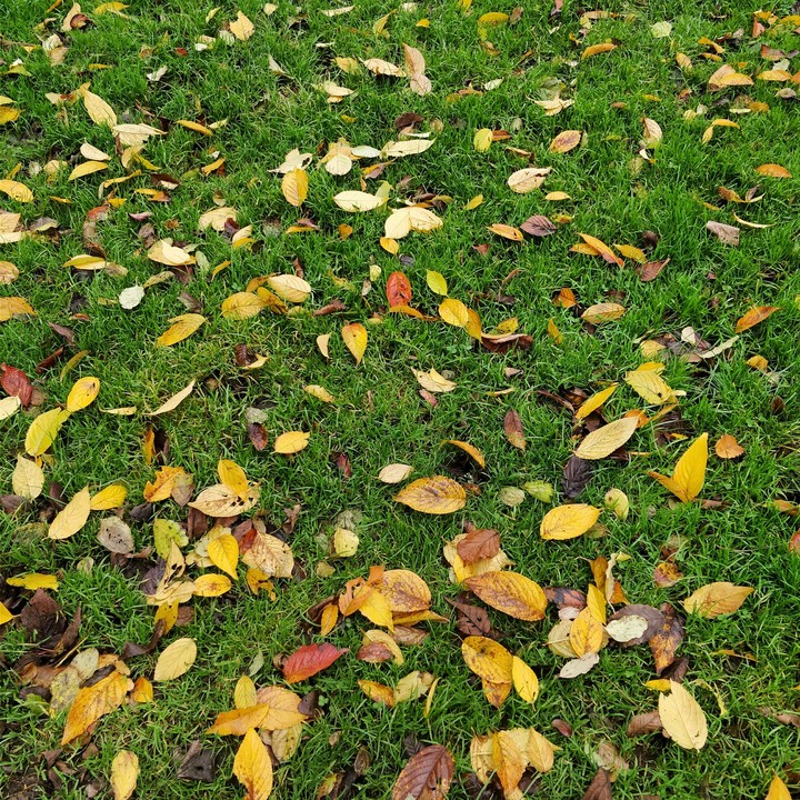 It's winter.. Leaves on the ground !!