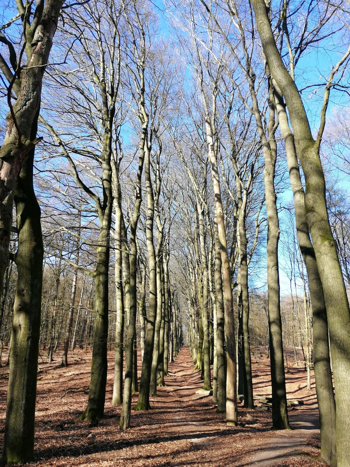 trees