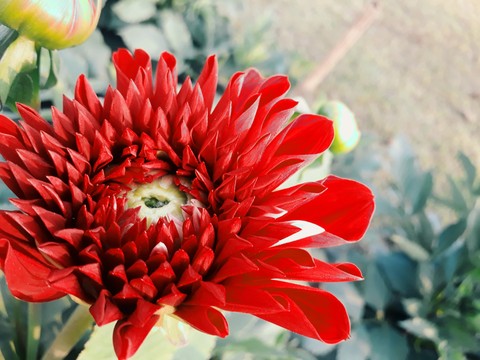 dahlia, plant Hintergrundbilder