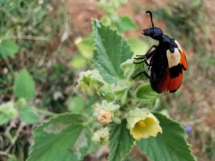Colourful bug