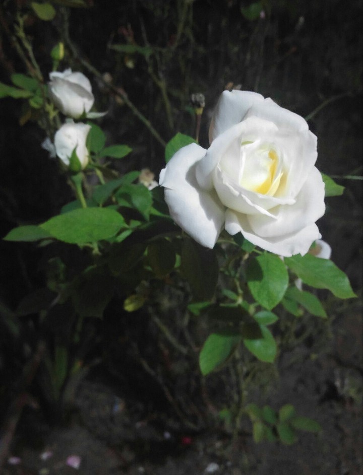 rose white in the night