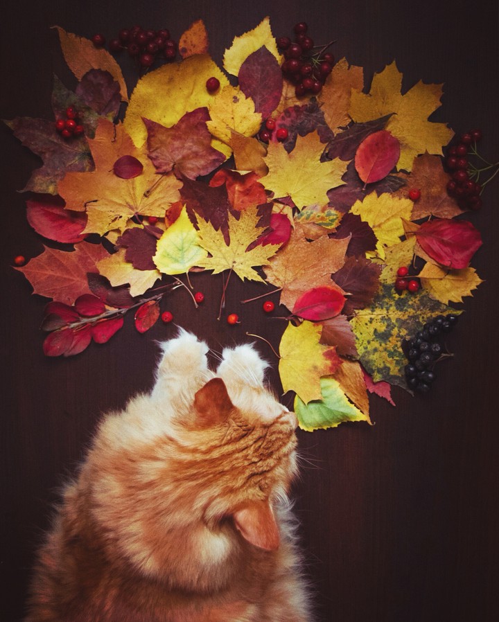 Cat and autumn