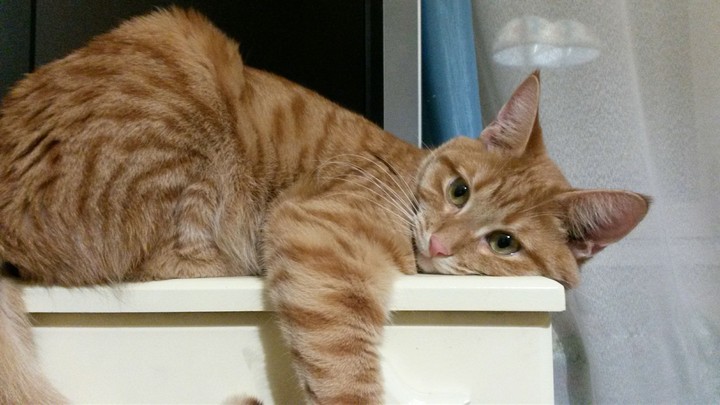 Cute cat