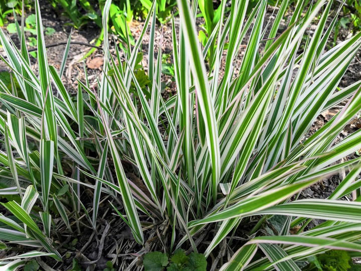 grass