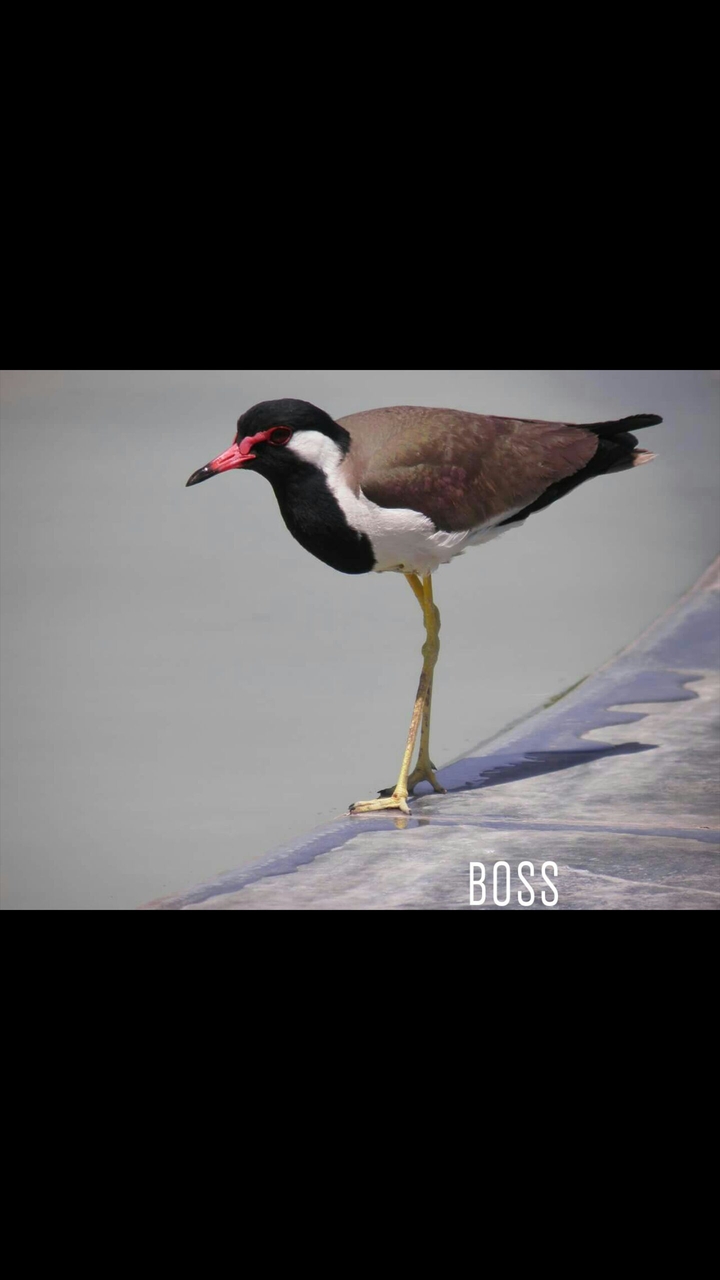 boss