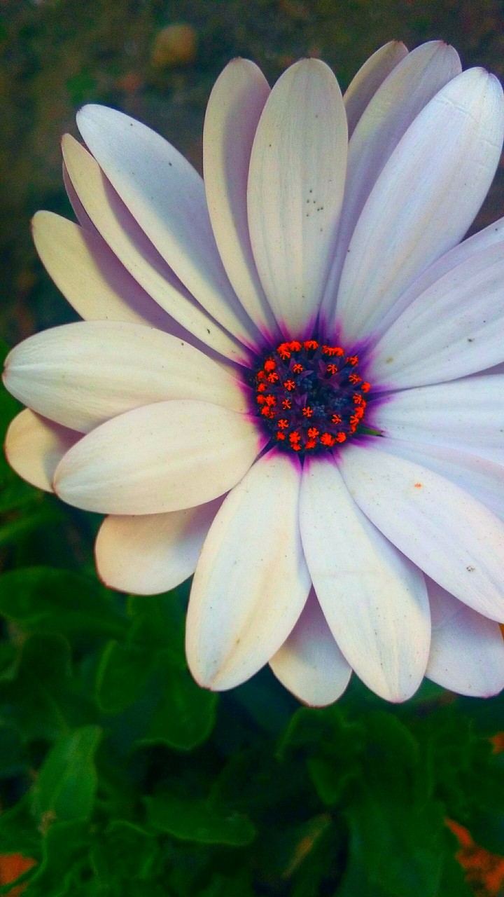 Beautiful Flower