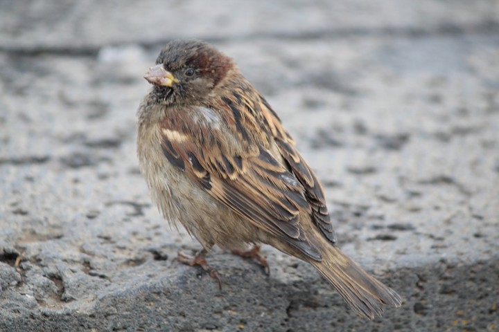 Sparrow Bird  