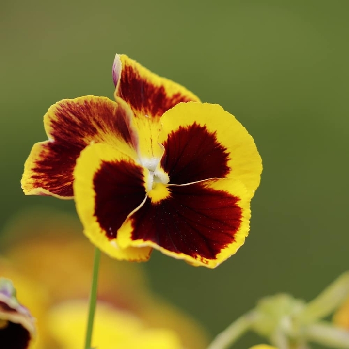 pansy 01