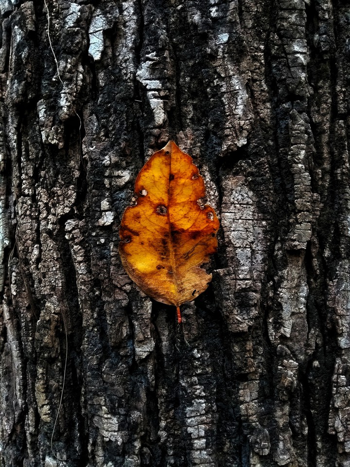 The sheded leaf